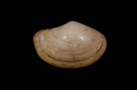 藏品(富山彎錦蛤)的圖片